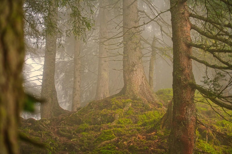 Forest stream