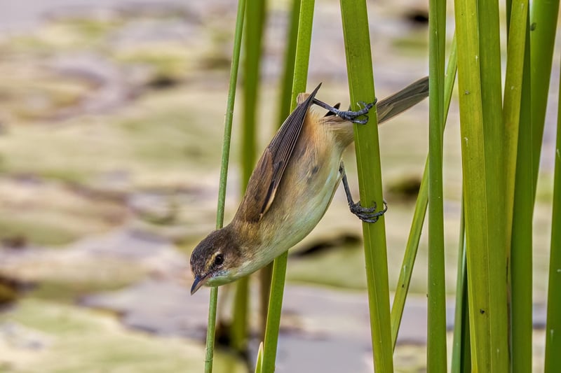Tranquil Pond Scene