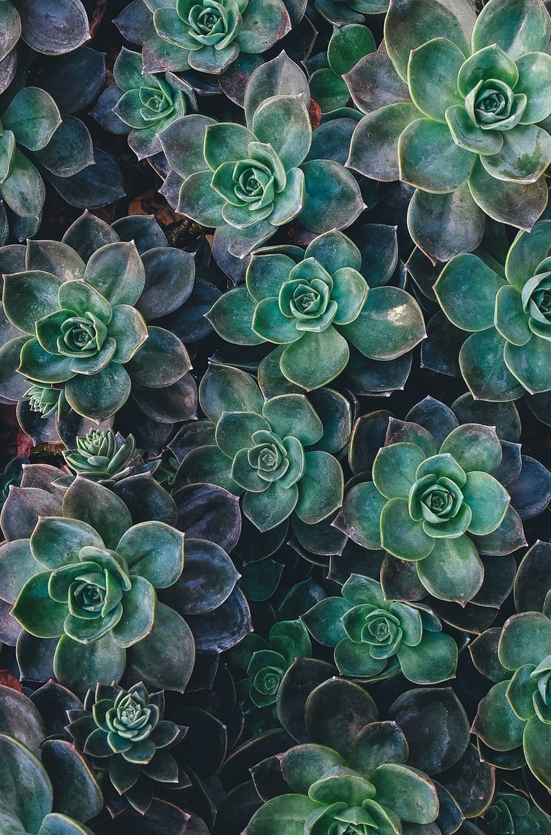 Succulent Collection