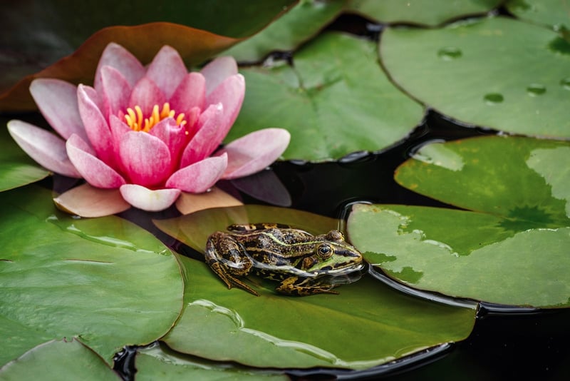 Water Lily Pond